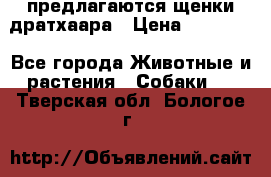 предлагаются щенки дратхаара › Цена ­ 20 000 - Все города Животные и растения » Собаки   . Тверская обл.,Бологое г.